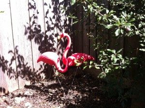 Backyard flamingos
