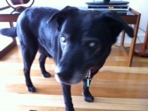 Blind Dog Nico