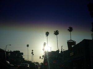 Palms